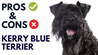 Kerry Blue Terrier Dog Pros and Cons | Kerry Blue Terrier  Advantages and Disadvantages