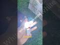 12v. Flasher👍#flasher #electronics #ytshorts #viralvideo #shorts #thirupathielekallakurchi
