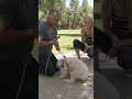 ATTACK OF THE KILLER POODLE MIX!