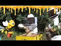 Vlog11  comment les abeilles fabriquent le miel 