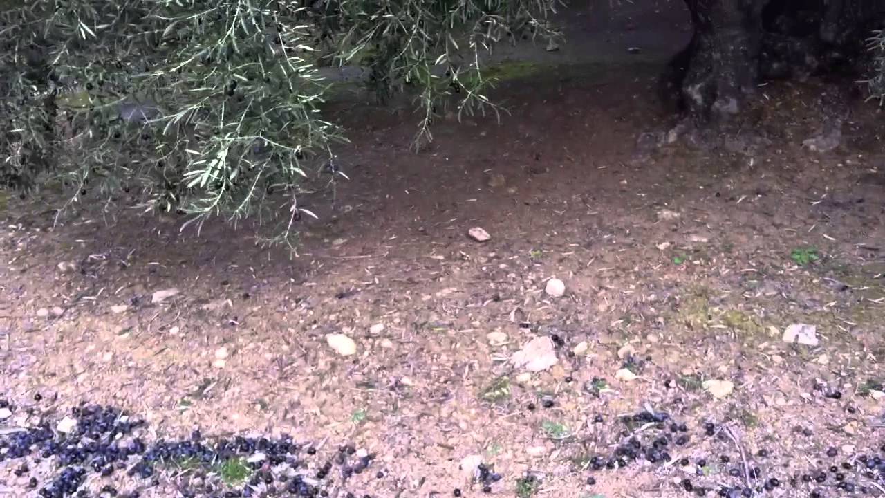 Recogida de aceitunas con sopladora sthil br550