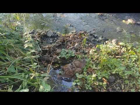 მე და ბასამ ქათამზე ნადირობის სეზონი გავხსენით- 3. 10/2020წ.