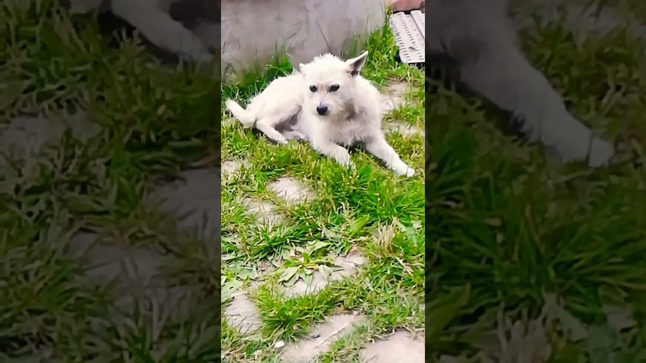 happy life in village, what can bee better