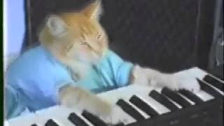 Zorrillo Atropella a Paco Keyboard Cat