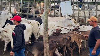 FEIRA DO GADO EM: ARARA-PB!!! 03/07/2026 📹