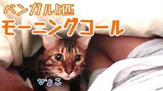実家でのベンガル猫5匹からのモーニングコールが可愛い