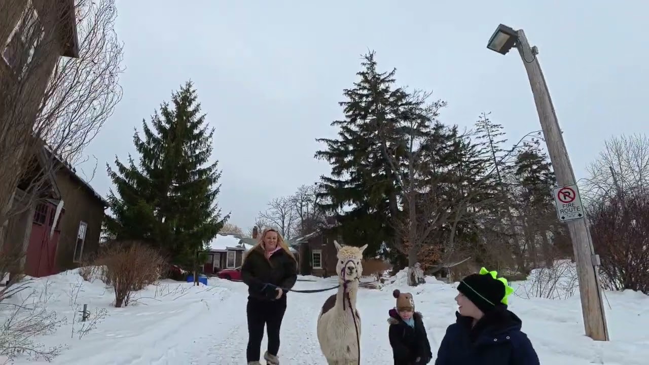 Walked a alpaca today with the family. They are a soft animal.