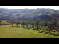Our olive grove