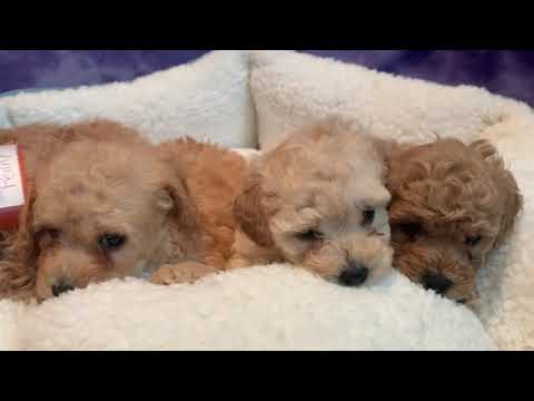 Video: 5 Fakte Argëtuese Rreth Poodles