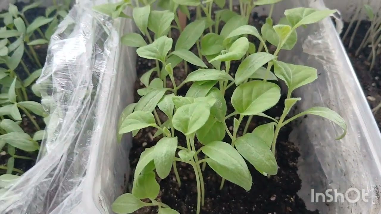 Коли починати пікіровку розсади? 