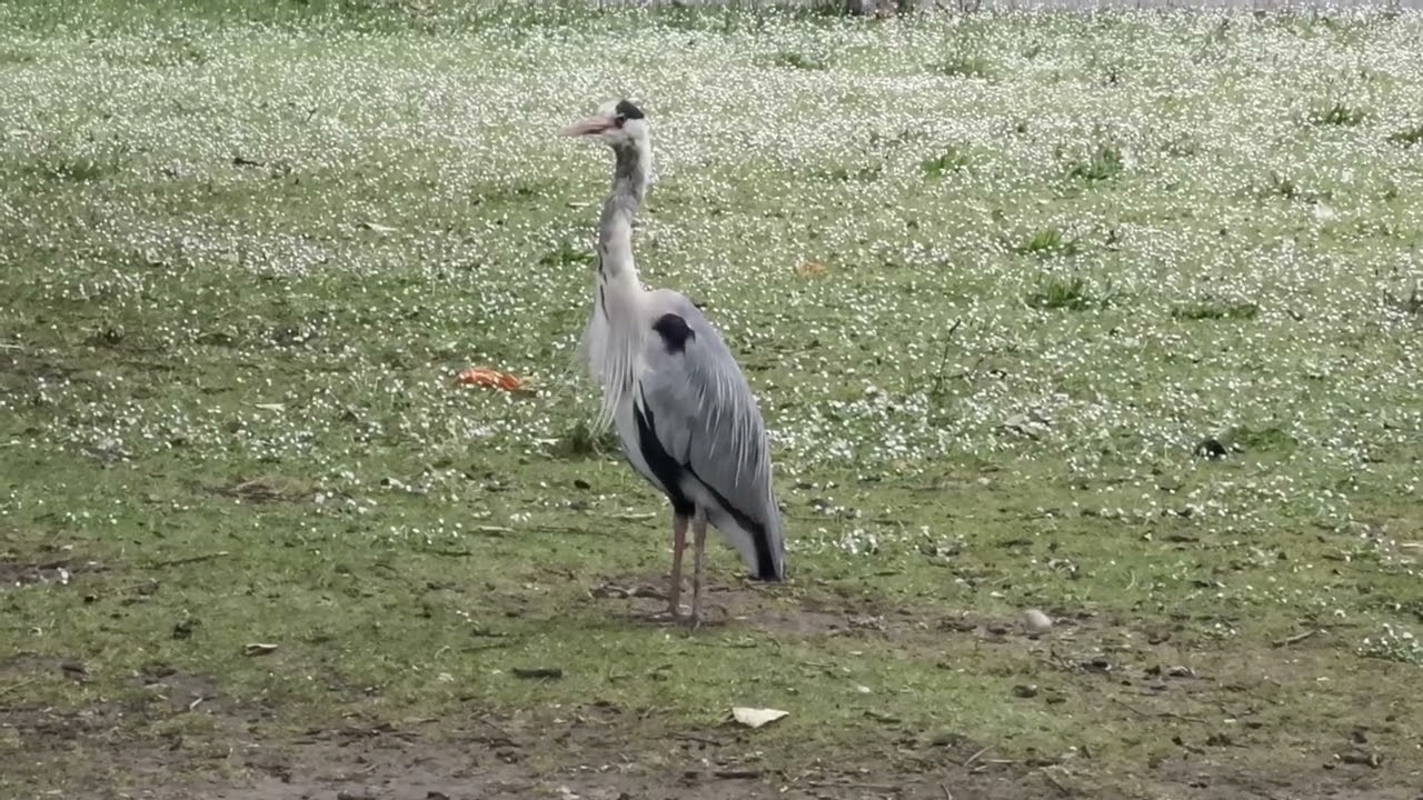 beautiful Grey Herons. 