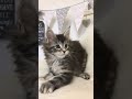 Maine Coon kitten playing