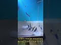 #shorts கடல் மீன் Moorish idol all i giving quarantine fish only #marine #salem #aquarium