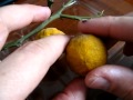 poncirus trifoliata