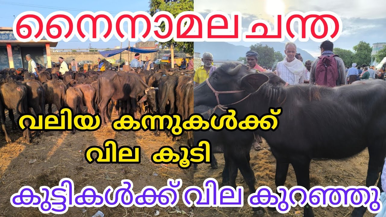 ഈ ആഴ്ചയിലെ വിലനിലവാരം #anwarvlog #buffalomarketvideo #Cowmarket #cattlemarket #pothmarket #animals 
