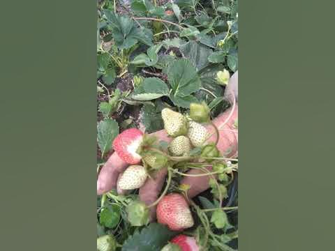 Ремонтантная клубника непрерывного плодоношения сорт"Виваро" - YouTube