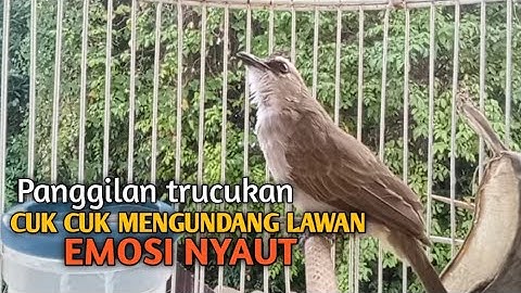 Trucuk BETINA memanggil Jantan Suara Birahi Ngecuplik 100% pancingan trucukan gacor agar BUNYI EMOSI