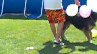 Luftballonspass Für Den Hund