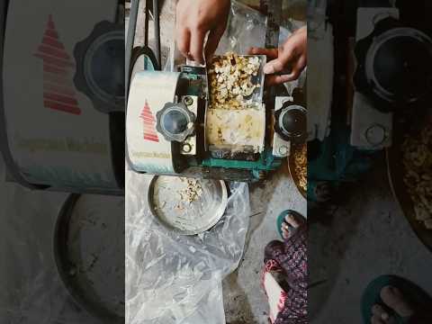 Organic Wildfruit Wild Viral Trending Ytshorts Khanot Khanor खन र खन ट L Aesculus Indica L