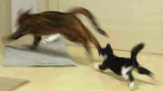 Crazy Zoomies Cats!ㅣDino cat