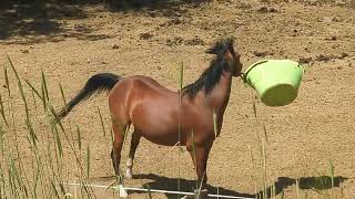 Horse Sacks Himself Out with Giant Bucket by David Lewis 1,938 views 11 months ago 1 minute, 21 seconds