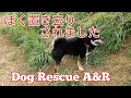 飼い主夜逃げ！？置き去りにされた柴犬その後 Dog Rescue A&R