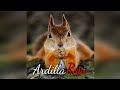 LA ARDILLA ROJA || Datos que debes conocer. #ardillaRoja