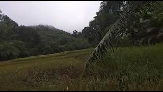 Sawah pak melky di dusun sekaro desa. Paloan kec sengah temila kab landak