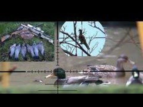 Air rifle duck hunting videos