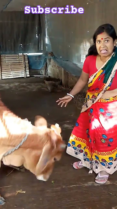 When Maloti Tickles Her Cow #cow #funny #animals