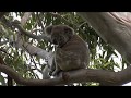 Koala Australia 4K UHD