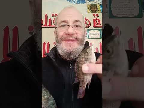 نصائح بندق انواع البلطي