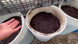 The Coffee Ground Debate. Coffee Grounds are the best feed and bedding for Red Wiggler Worms Profile