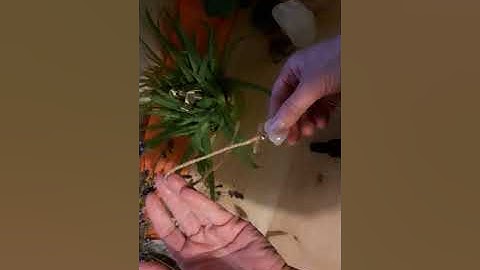 Pendulum- Decision Making