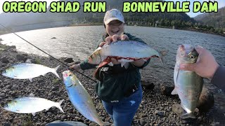 Shad Fishing (Early Run) at Bonneville Dam on Columbia River - 2025 I Oregon Side at Bradford Island