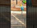 Top Quality Oplines Parbluwoplines #greenopline #parblueopline #lovebirdsfarming #lovebirds #birds
