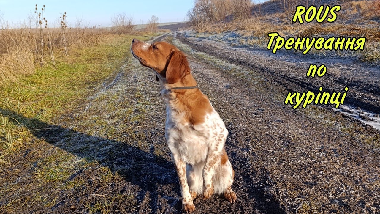 Epagneul Breton ROUS | Тренування по куріпці 31.12.25р.| Training a dog for a gray partridge.