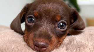 Chouchou Mini Dachshund's birthday.