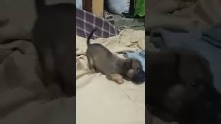 Baby Dog Playmate Video