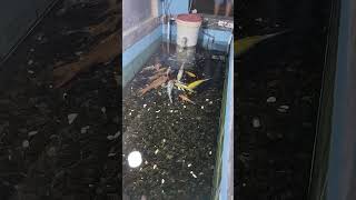 Download Lagu Ikan-ikan kamu Lucu Sekali MP3 Download Lagu Ikan-ikan kamu Lucu Sekali MP3