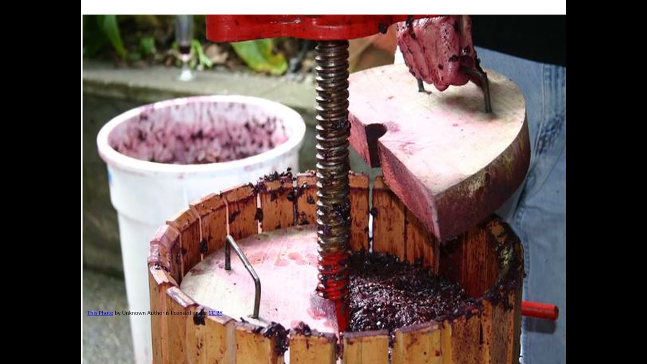 PROCESSING OF WINE 🍷🍷😁...... YouTube