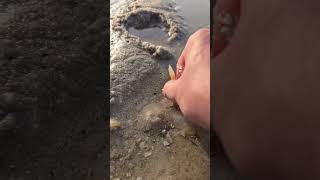 Amazing Razor Clam Catching Trick! Salt Makes Them Pop Out of the Sand 😱🐚 #fishing #viralvideo