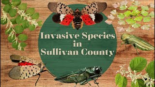 Invasive Species in Sullivan County