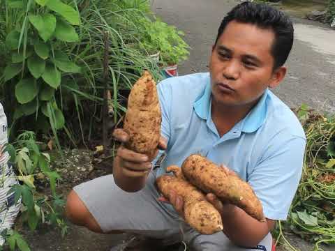 CARA MENANAM UBI JALAR DALAM KARUNG SAMPAI PANEN || TABILAMKAR