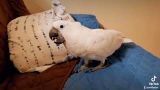Onni Cockatoo With Tappy Stompy Feet (old video)