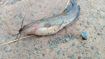 Câu cá rô , trê , thác lác thiên nhiên: điểm câu toàn rô đồng cụ.