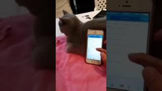 British Short Hair Cat Kim The Mobile Phone Stand Hehe