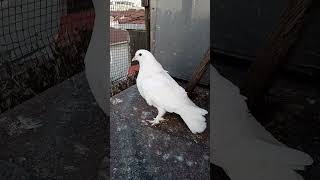 yakalamayı da verdik @Shorts #pigeon #pigeonhouse #birds