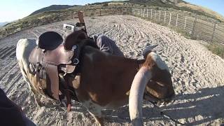 Texas Longhorn, Saddle Cattle learning to ride