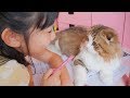 夏休みの宿題中の小学生女子に構ってもらいたい猫と夏休みの日常